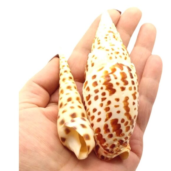 Mitra Papalis & Spotted Auger Shell Set Vintage Natural White & Brown Decorative - Picture 1 of 4